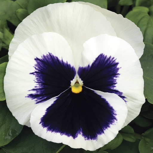 Виола виттрока (Viola wittrockiana) Mammoth Glamarama White, 100 семян