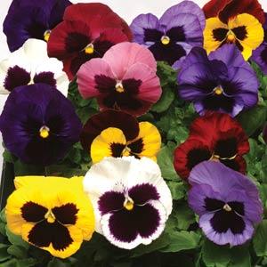 Виола виттрока (Viola wittrockiana) Matrix Blotch Mix, 100 семян