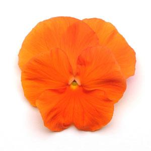 Виола виттрока (Viola wittrockiana) Matrix Deep Orange, 100 семян