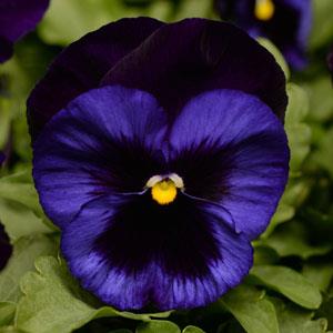 Виола виттрока (Viola wittrockiana) Matrix Denim, 100 семян
