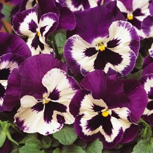 Виола виттрока (Viola wittrockiana) Matrix Purple White, 100 семян