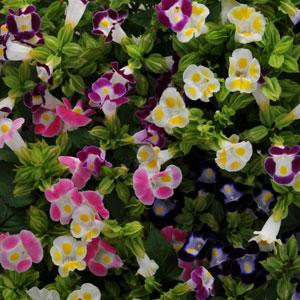Торения Фурнье (Torenia fournieri) Kauai Mix, 50 драже