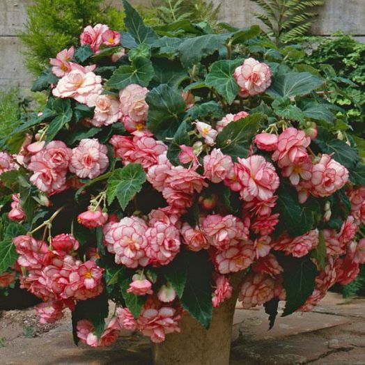 Бегония клубневая каскадная (Begonia tuberosa) Sun Dancer White Pink Picotee, 25 драже