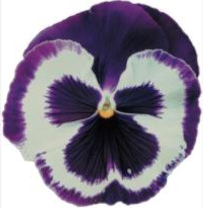 Виола виттрока (Viola wittrockiana) Power Blue&White, 100 семян