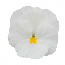 Виола виттрока (Viola wittrockiana) Power Clear White, 100 семян