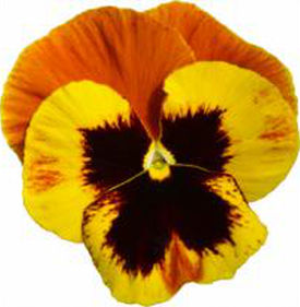 Виола виттрока (Viola wittrockiana) Power Fire, 100 семян