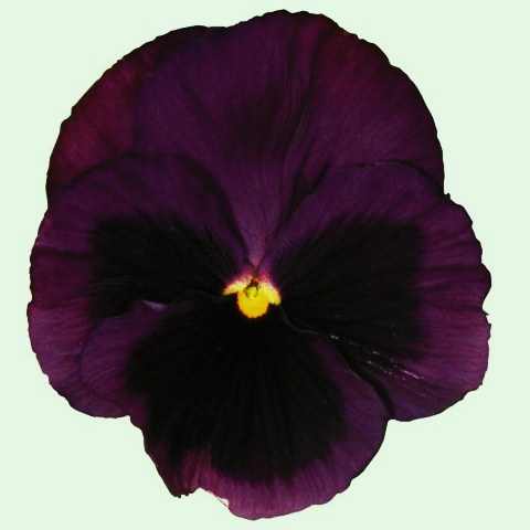 Виола виттрока (Viola wittrockiana) Power Purple Blotch, 100 семян