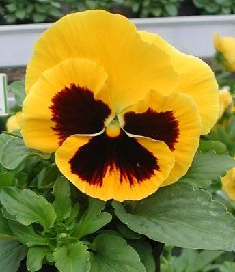Виола виттрока (Viola wittrockiana) Power Yellow Blotch, 100 семян