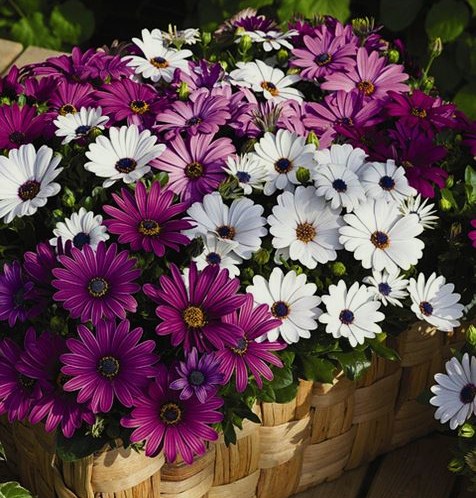 Остеоспермум Эклона (Osteospermum eclonis) Asti Mix, 25 семян