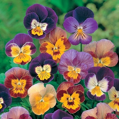 Виола рогатая (Viola cornuta) Bambini Mix, 0,5г семян