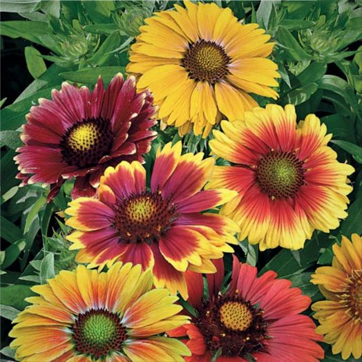 Гайллардия красивая (Gaillardia pulchella) Mix, 1г семян
