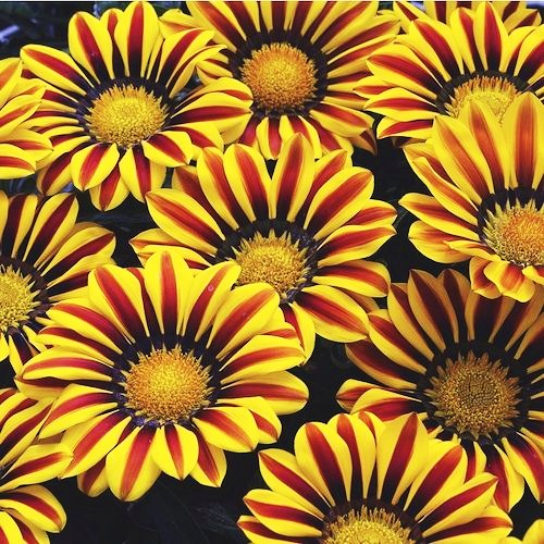 Гацания жестковатая (Gazania rigens F1) Big Kiss Yellow Flame, 50 семян