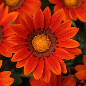 Гацания жестковатая (Gazania rigens) New Day Bronze Shade, 100 семян