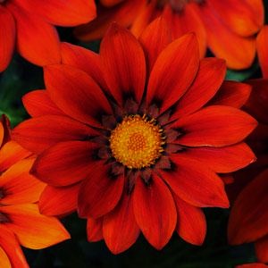 Гацания жестковатая (Gazania rigens) New Day Red Shade, 100 семян