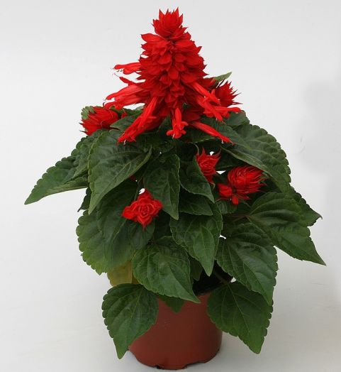 Сальвия блестящая (Salvia splendens) Mojave Red, 250 семян