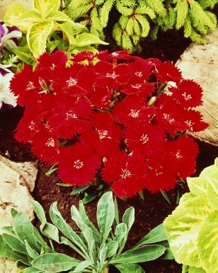 Гвоздика китайская (Dianthus chinensis F1) Charm Scarlet, 50 драже
