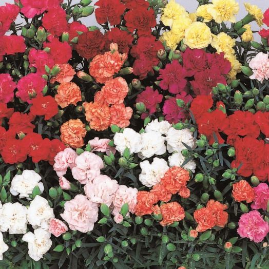 Гвоздика садовая (Dianthus caryophyllus) Lillipot Mix F1, 10шт семян