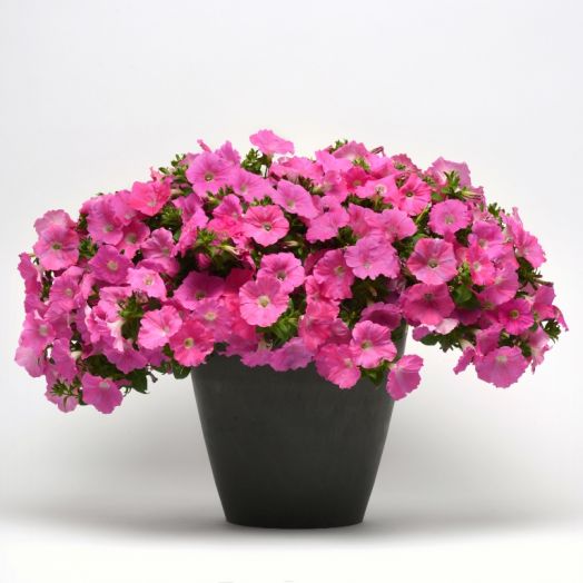Петуния ампельная (Petunia trayling F1) Easy Wave Pink, 50 драже