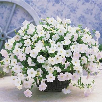 Петуния ампельная (Petunia trayling F1) Opera Supreme White, 50 драже