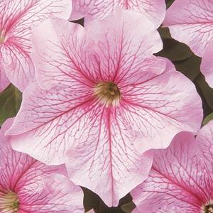 Петуния крупноцветковая (Petunia grandiflora F1) Dreams Pink Vein, 250 драже
