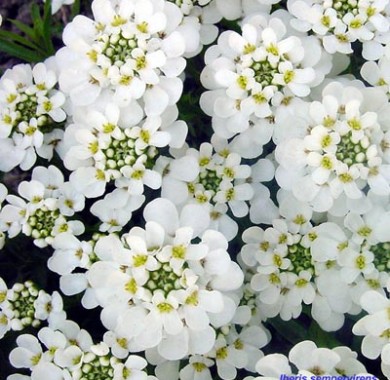 Иберис горький (Iberis amara) Iceberg, 1г семян