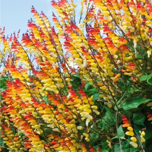 Ипомея лопастная/Мина (Ipomoea lobata), 1г семян