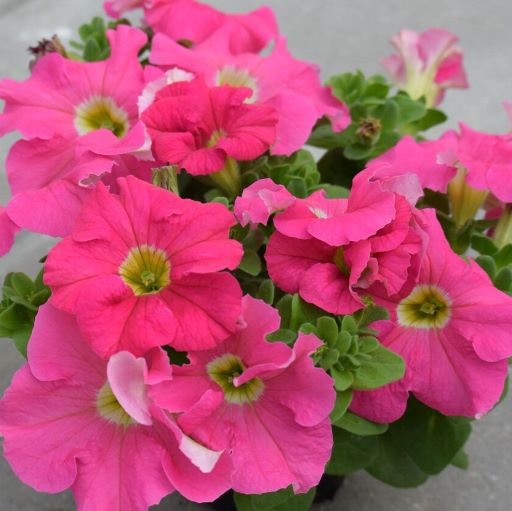 Петуния крупноцветковая (Petunia grandiflora F1) Dreams Pink, 250 драже
