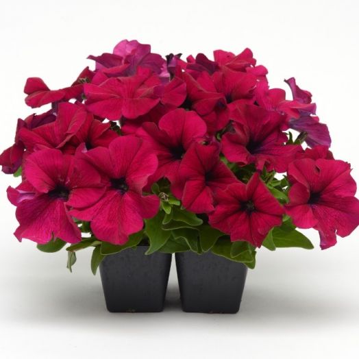 Петуния крупноцветковая (Petunia grandiflora F1) Dreams Burgundy, 250 драже
