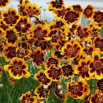 Космидиум бурриджа (Cosmidium burridgeanum) Brunette, 1г семян