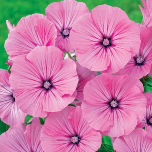 Лаватера трехмесячная (Lavatera trimestris) Silver Cup, 1г семян