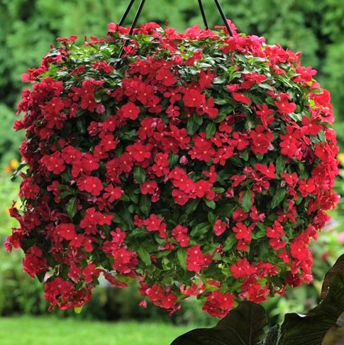 Катарантус розовый ампельный (Vinca rosea) Mediterranean Red, 50 семян