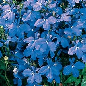 Лобелия еринус (Lobelia erinus) Riviera Blue Sky, 100 мультидраже