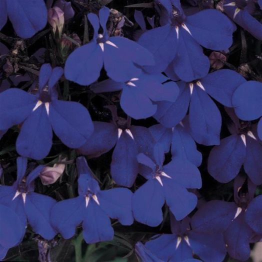 Лобелия еринус (Lobelia erinus) Riviera Midnight Blue, 100 мультидраже