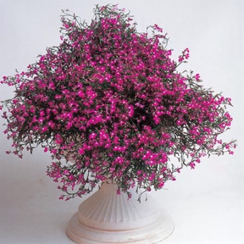 Лобелия еринус ампельная (Lobelia erinus) Regatta Rose, 100 мультидраже