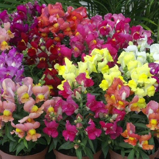 Львиный зев (Antirhinum majus F1) Snappy full mixture, 100 семян