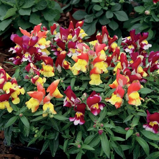 Львиный зев (Antirhinum majus F1) Snappy tricolor mixture, 100 семян