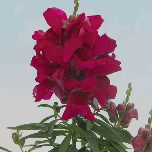 Львиный зев (Antirhinum majus F1) Snappy violet, 100 семян