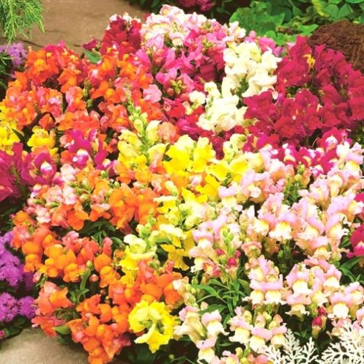 Львиный зев (Antirhinum majus) Tom Thumb Mixed, 0,5г семян