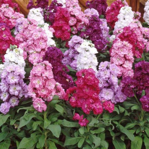 Маттиола седая (Matthiola incana) Cinderella Vivid Formula Mixed, 250 семян