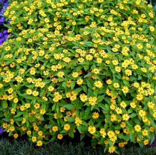 Меламподиум болотный (Melampodium paludosum), 1г семян