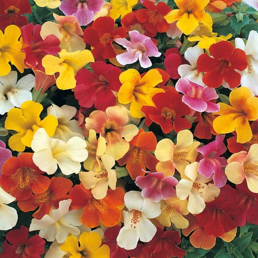 Мимулюс гибридный (Mimulus x hybrida) Mystic F1 Mix, 50 драже