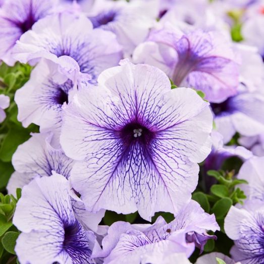 Петуния крупноцветковая (Petunia grandiflora F1) Limbo silver blue, 100 драже