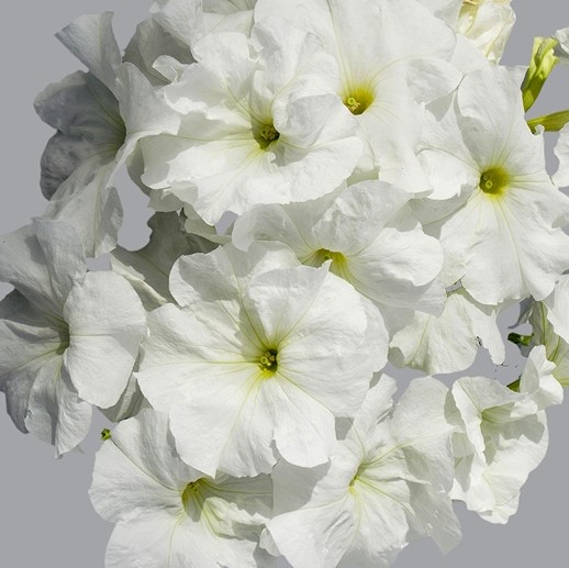 Петуния крупноцветковая (Petunia grandiflora F1) Limbo white, 100 драже