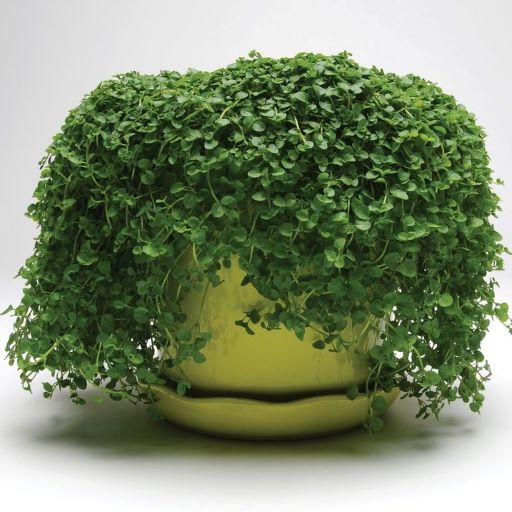 Мята корсиканская (Mentha requienii) Mini Mint, 50 мультидраже