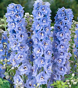 Дельфиниум высокий (Delphinium elatum) Magic Fountains Sky Blue White Bee, 100 семян