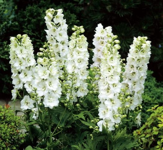Дельфиниум высокий (Delphinium elatum) Magic Fountains Pure White, 100 семян