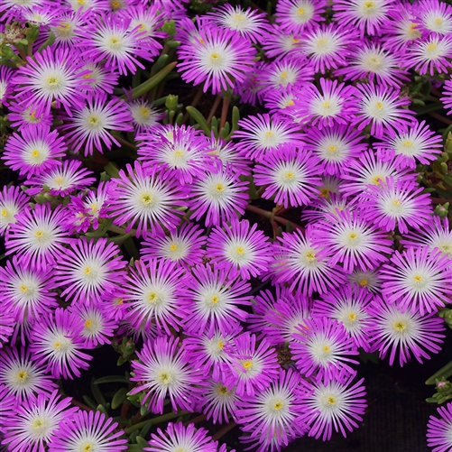 Делосперма флорибунда (Delosperma floribunda) Stardust, 50 драже
