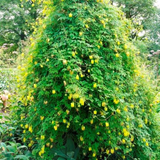Дицентра лазающая (Dicentra scandens) Golden Tears, 25 семян