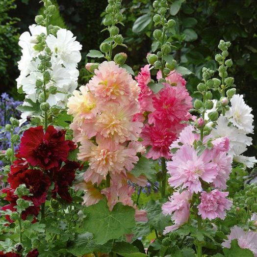 Шток-роза/Мальва (Alcea rosea) Majorette Double Mixed, 2,5г семян