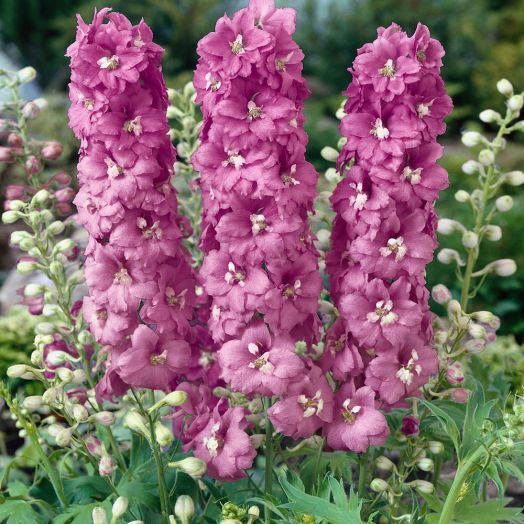 Дельфиниум высокий (Delphinium elatum) Magic Fountains Cherry Blossom White Bee, 100 семян